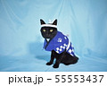コスプレをしている黒猫の写真（お祭り） 55553437
