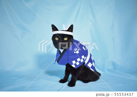 コスプレをしている黒猫の写真(お祭り) コスプレをしている黒猫の写真(お祭り) 55553437