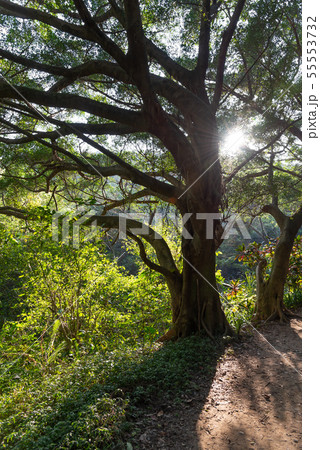 景色 風景 台湾 55553732