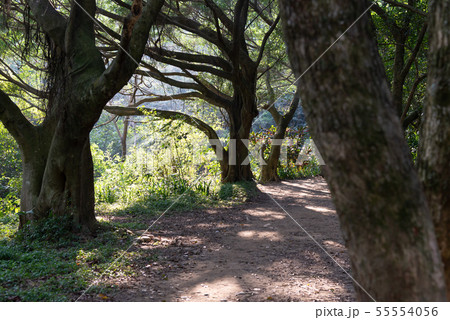 景色 風景 台湾 55554056