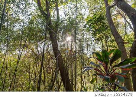 景色 風景 台湾 55554279