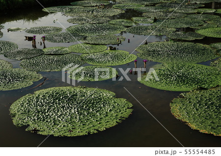 福島潟のオニバス 55554485