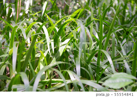 景色 風景 台湾 55554841