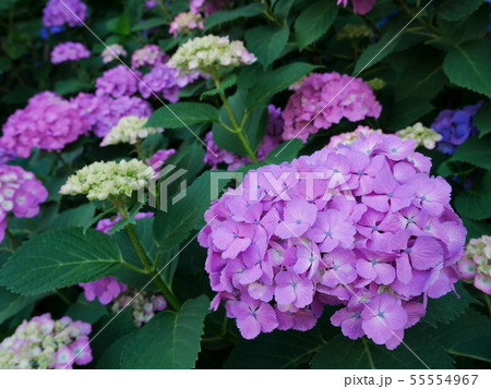 ピンクの紫陽花 ピンクの紫陽花 55554967