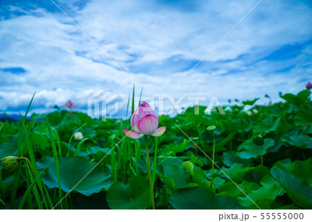 藤原京ハスの花 55555000