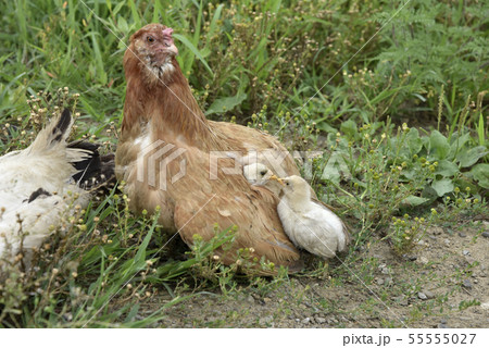 ニワトリの母子 55555027