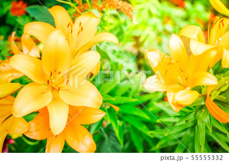 Lilly flowers growing in garden 55555332