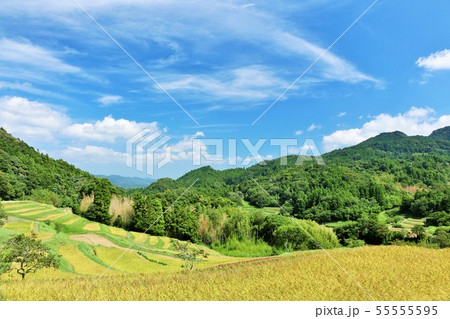 秋晴れの青空と実りの棚田 55555595