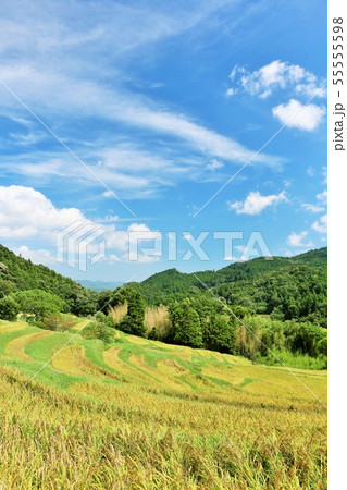 秋晴れの青空と実りの棚田 秋晴れの青空と実りの棚田 55555598