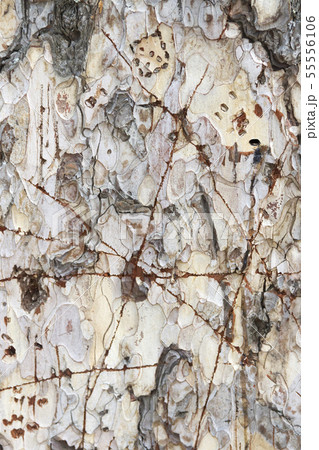 background in the form of tree bark with cracks background in the form of tree bark with cracks 55556106