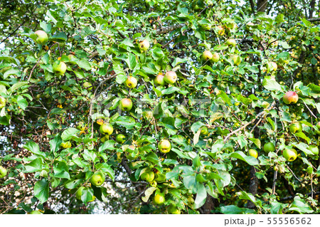 branches of apple trees with ripe apples in summer 55556562
