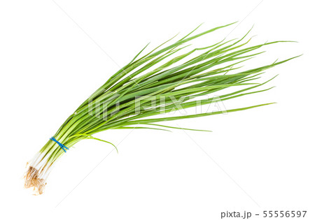 bunch of scallions (green onions) isolated bunch of scallions (green onions) isolated 55556597
