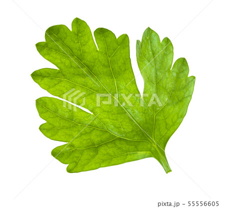 green leaf of fresh parsley isolated on white green leaf of fresh parsley isolated on white 55556605