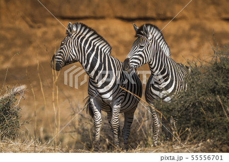 Plains zebra in Kruger National park, South Africa 55556701