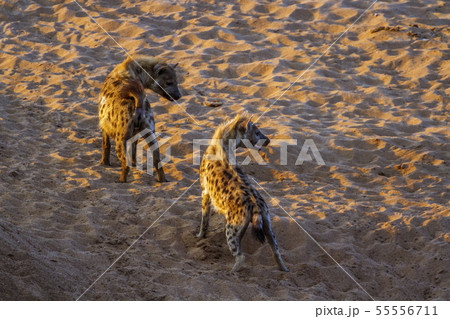 Spotted hyaena in Kruger National park, South Spotted hyaena in Kruger National park, South 55556711