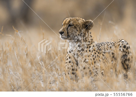 Cheetah in Kruger National park, South Africa 55556766