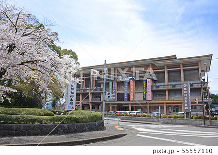 神奈川県寒川町 寒川神社参集殿前の桜 神奈川県寒川町 寒川神社参集殿前の桜 55557110