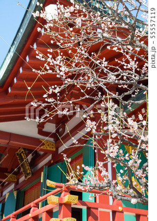 亀戸天神社 梅まつり 拝殿と梅の花 （東京都江東区） 2019年2月 55557119