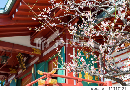 亀戸天神社 梅まつり 拝殿と梅の花 （東京都江東区） 2019年2月 55557121