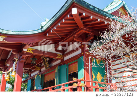亀戸天神社 梅まつり 拝殿と梅の花 （東京都江東区） 2019年2月 55557123