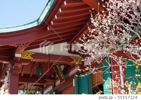亀戸天神社 梅まつり 拝殿と梅の花 （東京都江東区） 2019年2月 55557124