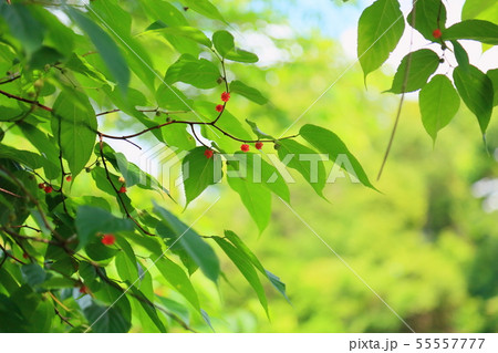 キイチゴの実 キイチゴの実 55557777