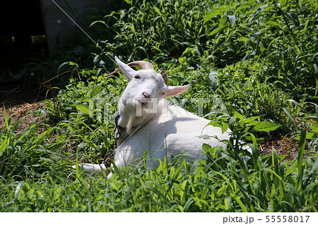 ヤギ 55558017