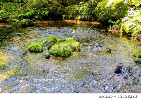 三分一湧水の湧水点 55558233