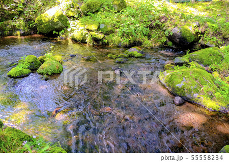 三分の一湧水の湧き水 三分の一湧水の湧き水 55558234
