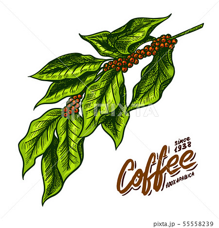 Coffee leaves in vintage style. Hand drawn engraved retro sketch for labels. Organic natural plant 55558239