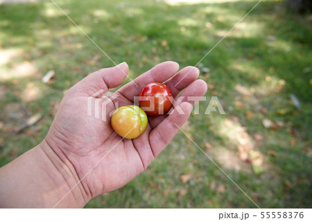 プラム フルーツ 果物 55558376