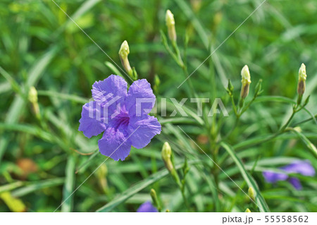 青色のヤナギバルイラソウの花 55558562