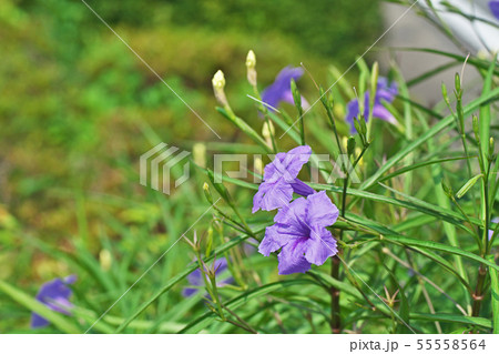 青色のヤナギバルイラソウの花 青色のヤナギバルイラソウの花 55558564