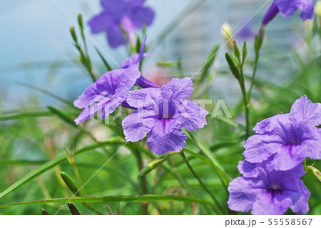 青色のヤナギバルイラソウの花 青色のヤナギバルイラソウの花 55558567