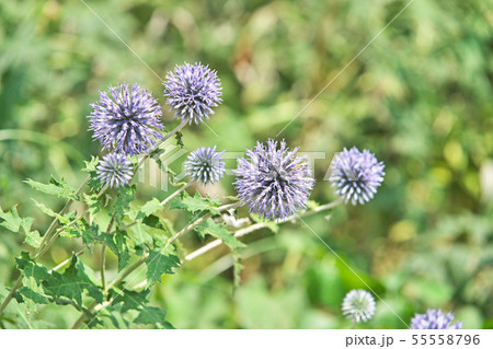 青色のルリタマアザミの花 55558796