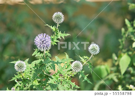 青色のルリタマアザミの花 青色のルリタマアザミの花 55558798