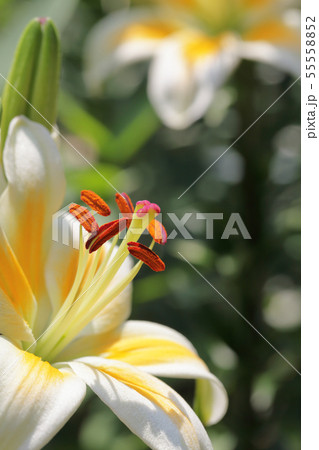 ティノス ユリの花の雄しべと雌しべの写真素材