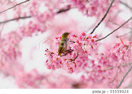 Birds are on the branches of the cherry tree 55559323