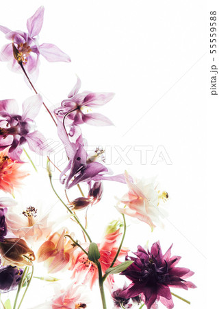 colorful aquilegia flowers on the white background 55559588