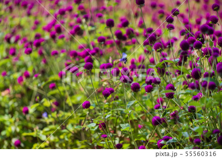 Field of flowering crimson clovers Field of flowering crimson clovers 55560316