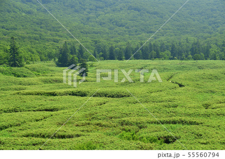 快晴の北海道蘭越町でニセコ神仙沼自然休養林大谷地の夏の風景を撮影 快晴の北海道蘭越町でニセコ神仙沼自然休養林大谷地の夏の風景を撮影 55560794