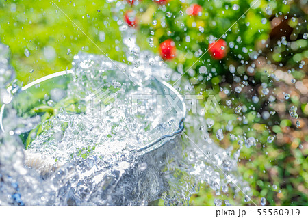 すいかをバケツで冷やす 夏イメージ 爽やか 納涼 すいかをバケツで冷やす 夏イメージ 爽やか 納涼 55560919