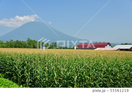 快晴の北海道ニセコ町で花盛りのトウモロコシ畑と羊蹄山(蝦夷富士)の夏の風景を撮影 快晴の北海道ニセコ町で花盛りのトウモロコシ畑と羊蹄山(蝦夷富士)の夏の風景を撮影 55561219