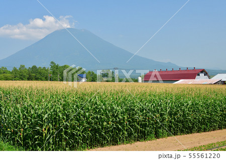 快晴の北海道ニセコ町で花盛りのトウモロコシ畑と羊蹄山 蝦夷富士 の夏の風景を撮影の写真素材