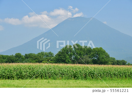 快晴の北海道ニセコ町で花盛りのトウモロコシ畑と羊蹄山 蝦夷富士 の夏の風景を撮影の写真素材