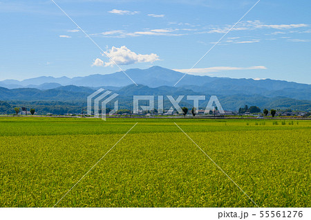 白山の遠望と田んぼ（石川県能美市大長野町より） 55561276