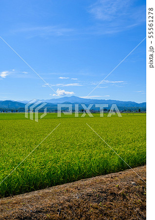 白山の遠望と田んぼ（石川県能美市大長野町より） 55561278
