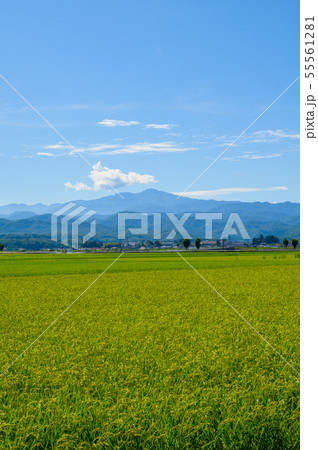 白山の遠望と田んぼ（石川県能美市大長野町より） 55561281