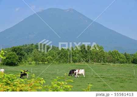 快晴の北海道ニセコ町で牧場の牛と羊蹄山（蝦夷富士）の夏の風景を撮影 55561413