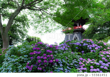能護寺　あじさい寺　紫陽花　埼玉県熊谷市 55561451